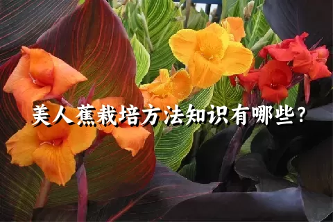 美人蕉栽培方法知识有哪些？