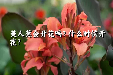 美人蕉会开花吗？什么时候开花？