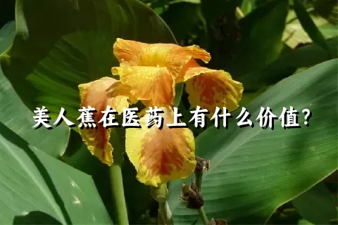 美人蕉在医药上有什么价值？