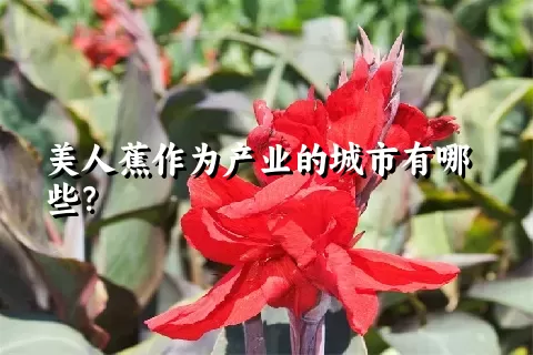 美人蕉作为产业的城市有哪些？