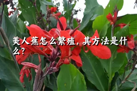 美人蕉怎么繁殖，其方法是什么？