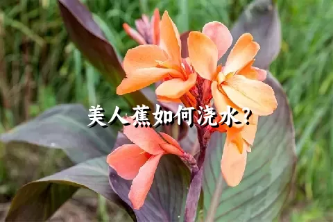 美人蕉如何浇水？