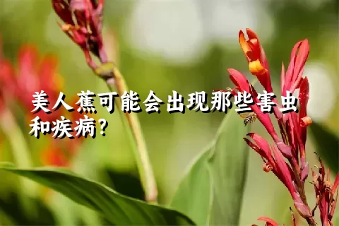 美人蕉可能会出现那些害虫和疾病？