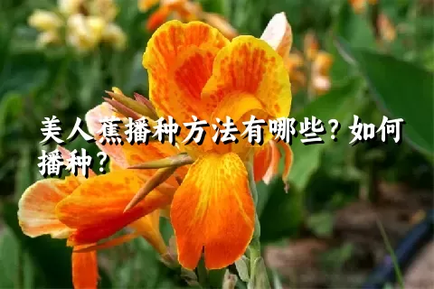 美人蕉播种方法有哪些？如何播种？