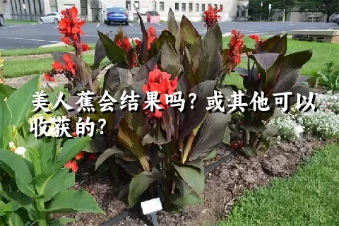 美人蕉会结果吗？或其他可以收获的？