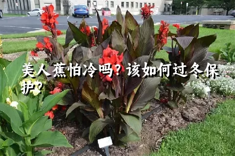 美人蕉怕冷吗？该如何过冬保护？