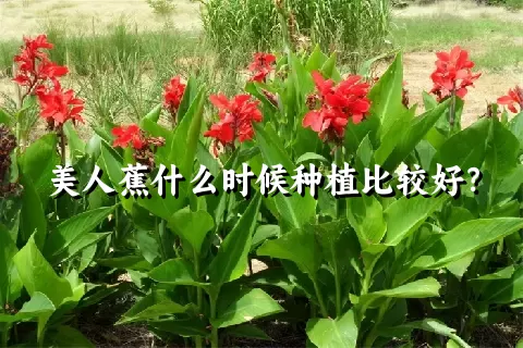 美人蕉什么时候种植比较好？