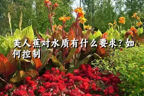 美人蕉对水质有什么要求？如何控制