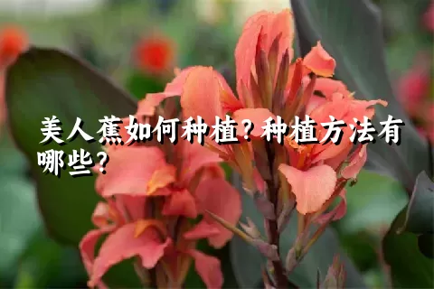 美人蕉如何种植？种植方法有哪些？