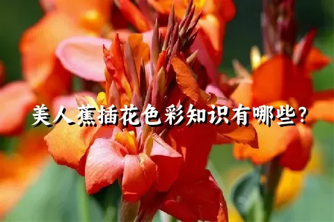 美人蕉插花色彩知识有哪些？