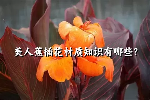 美人蕉插花材质知识有哪些？