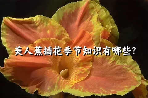 美人蕉插花季节知识有哪些？