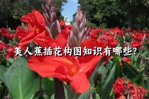 美人蕉插花构图知识有哪些？