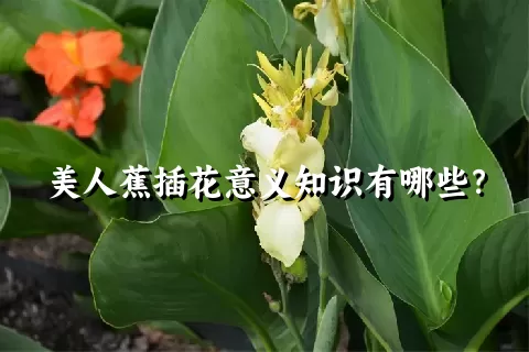 美人蕉插花意义知识有哪些？