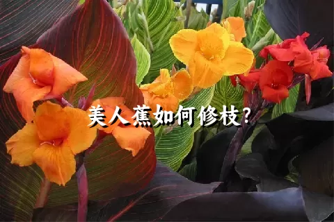 美人蕉如何修枝？