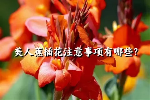 美人蕉插花注意事项有哪些？