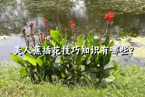 美人蕉插花技巧知识有哪些？