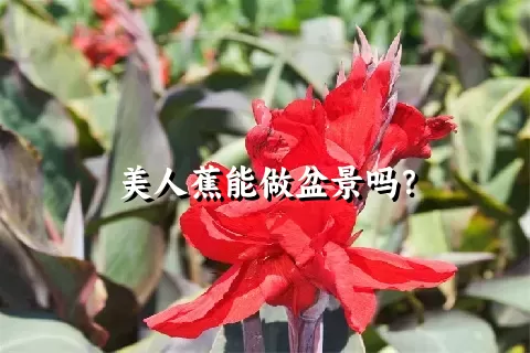 美人蕉能做盆景吗？