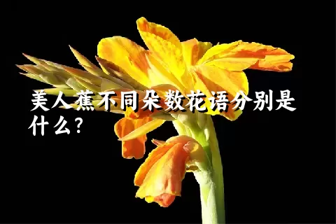 美人蕉不同朵数花语分别是什么？