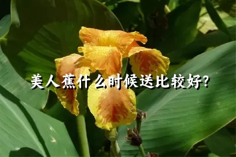 美人蕉什么时候送比较好？