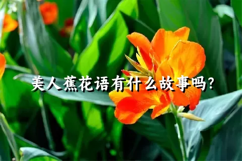 美人蕉花语有什么故事吗？