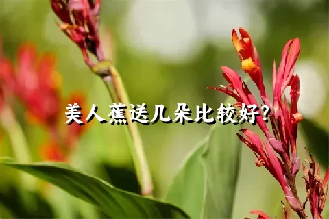 美人蕉送几朵比较好？