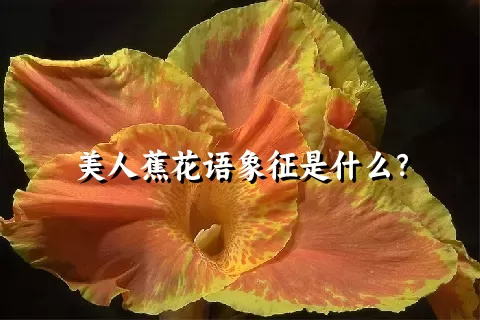 美人蕉花语象征是什么？