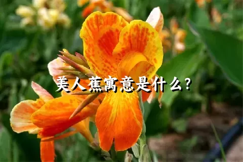 美人蕉寓意是什么？