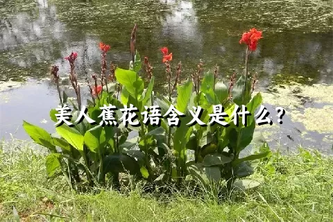 美人蕉花语含义是什么？