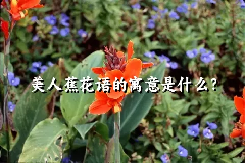 美人蕉花语的寓意是什么？