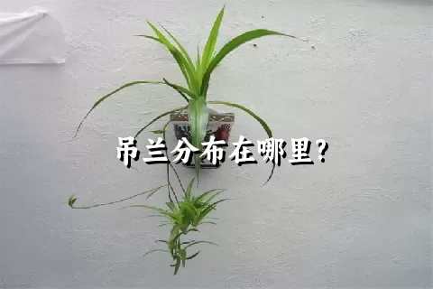 吊兰分布在哪里?