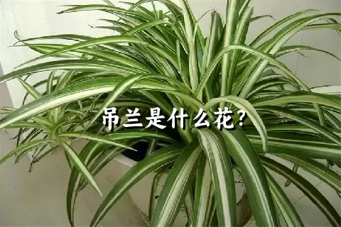 吊兰是什么花？