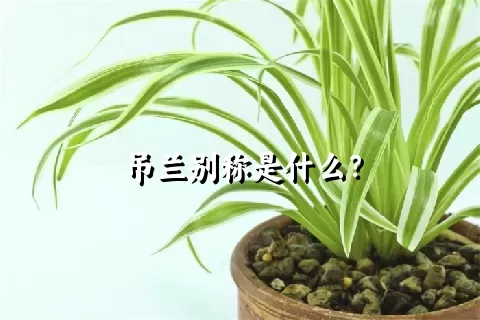 吊兰别称是什么？