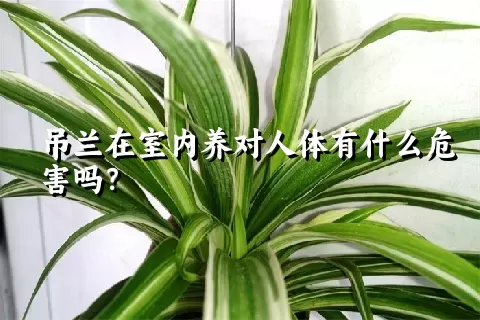 吊兰在室内养对人体有什么危害吗？