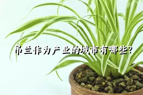 吊兰作为产业的城市有哪些？