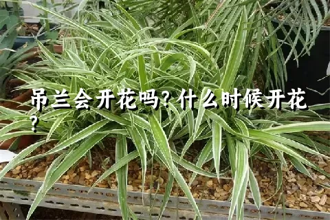 吊兰会开花吗？什么时候开花？