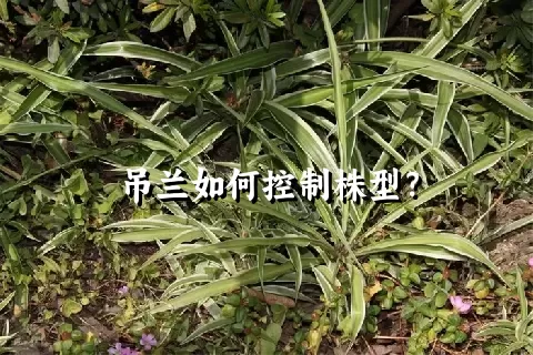 吊兰如何控制株型？