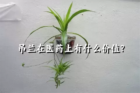 吊兰在医药上有什么价值？