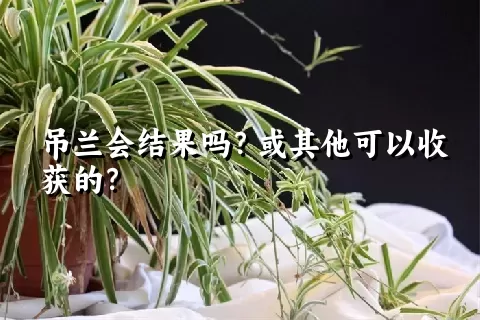 吊兰会结果吗？或其他可以收获的？