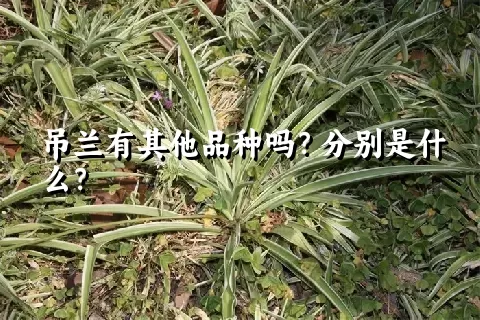 吊兰有其他品种吗？分别是什么？