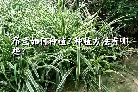 吊兰如何种植？种植方法有哪些？