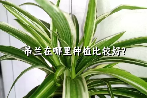 吊兰在哪里种植比较好？