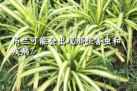 吊兰可能会出现那些害虫和疾病？