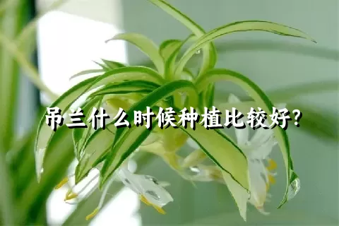 吊兰什么时候种植比较好？