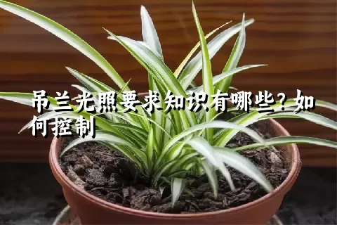 吊兰光照要求知识有哪些？如何控制