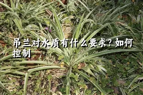 吊兰对水质有什么要求？如何控制