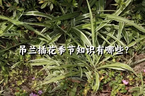 吊兰插花季节知识有哪些？