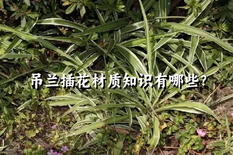 吊兰插花材质知识有哪些？