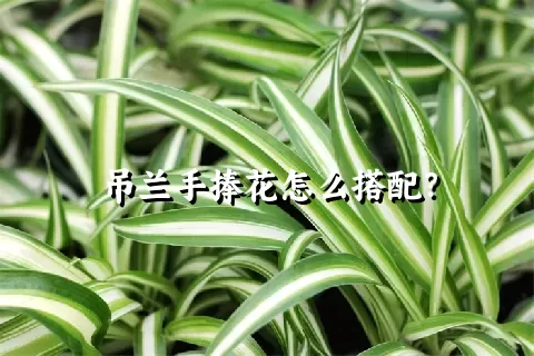 吊兰手捧花怎么搭配？