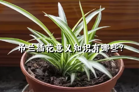 吊兰插花意义知识有哪些？